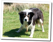 Jock, MBA worker-dog
