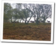 Deer on the ridge