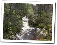 Balmoral Forest